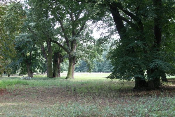 Dobřenice, 20.8.2015
Zámecký park.
Klíčová slova: Dobřenice zámecký park Ampedus brunnicornis
