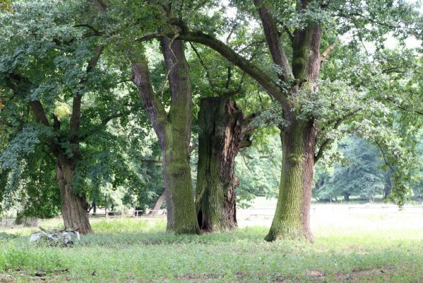Dobřenice, 20.8.2015
Zámecký park.



Klíčová slova: Dobřenice zámecký park Ampedus brunnicornis