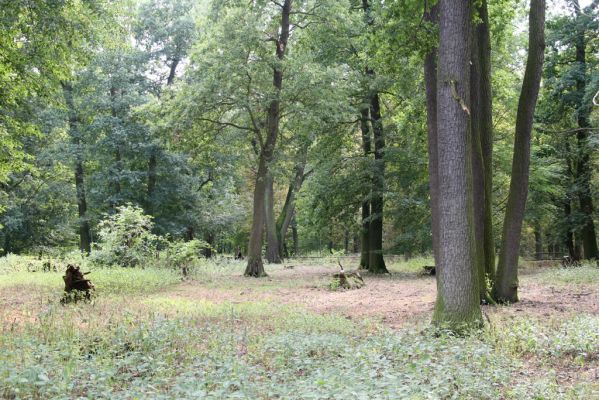 Dobřenice, 20.8.2015
Zámecký park.



Klíčová slova: Dobřenice zámecký park