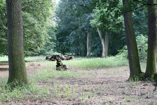 Dobřenice, 20.8.2015
Zámecký park.



Klíčová slova: Dobřenice zámecký park