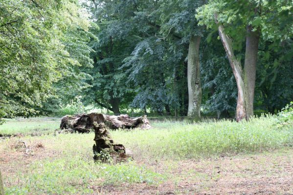 Dobřenice, 20.8.2015
Zámecký park.



Klíčová slova: Dobřenice zámecký park