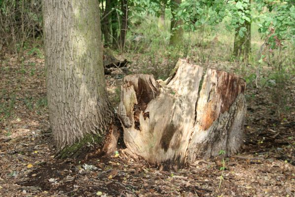 Dobřenice, 20.8.2015
Zámecký park.

Klíčová slova: Dobřenice zámecký park