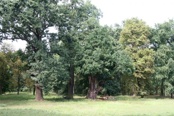 Dobřenice, 20.8.2015
Zámecký park.



Klíčová slova: Dobřenice zámecký park Ampedus brunnicornis
