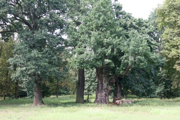 Dobřenice, 20.8.2015
Zámecký park.



Schlüsselwörter: Dobřenice zámecký park Ampedus brunnicornis