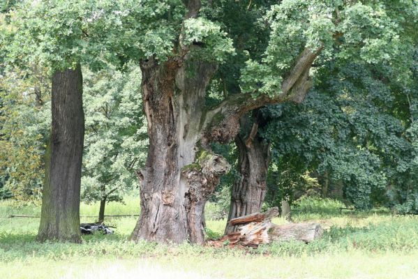 Dobřenice, 20.8.2015
Zámecký park.



Klíčová slova: Dobřenice zámecký park Ampedus brunnicornis