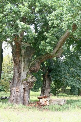 Dobřenice, 20.8.2015
Zámecký park.



Klíčová slova: Dobřenice zámecký park Ampedus brunnicornis