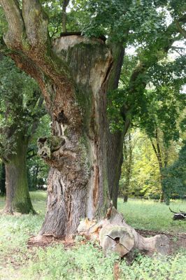 Dobřenice, 20.8.2015
Zámecký park.



Klíčová slova: Dobřenice zámecký park Ampedus brunnicornis