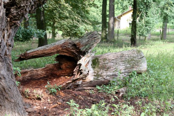 Dobřenice, 20.8.2015
Zámecký park. Dne 24.10.1996 jsem v odlomené části kmene nalezl kovaříky Ampedus brunnicornis.



Klíčová slova: Dobřenice zámecký park Ampedus brunnicornis