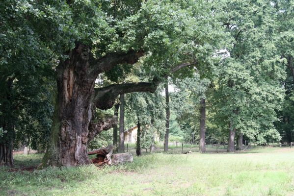 Dobřenice, 20.8.2015
Zámecký park.



Klíčová slova: Dobřenice zámecký park Ampedus brunnicornis