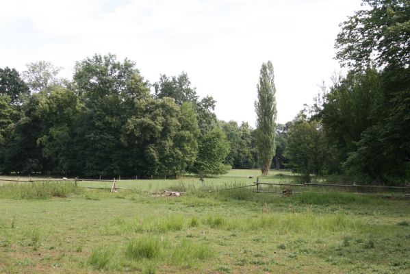 Dobřenice, 20.8.2015
Zámecký park - pastvina.



Klíčová slova: Dobřenice zámecký park
