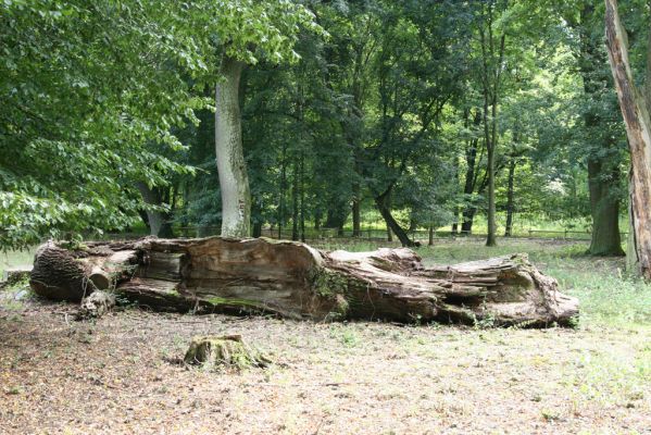 Dobřenice, 20.8.2015
Zámecký park.



Klíčová slova: Dobřenice zámecký park