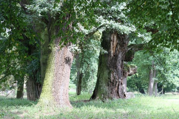 Dobřenice, 20.8.2015
Zámecký park.



Klíčová slova: Dobřenice zámecký park Ampedus brunnicornis