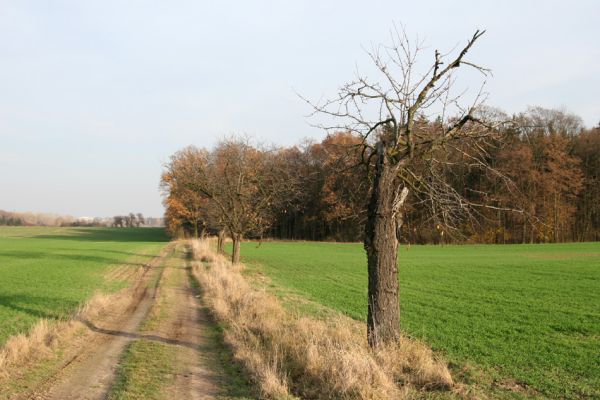 Dobřenice, 5.11.2008
Stará třešňová alej u cesty na Rohoznici. Biotop krasce Anthaxia candens.
Klíčová slova: Dobřenice Anthaxia candens třešeň