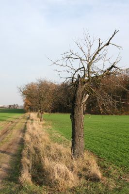 Dobřenice, 5.11.2008
Stará třešňová alej u cesty na Rohoznici. Biotop krasce Anthaxia candens.
Schlüsselwörter: Dobřenice Anthaxia candens třešeň