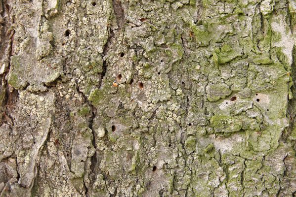 Dobřenice, 5.11.2008
Výletové otvory (elipsa) krasce Anthaxia candens na kůře staré třešně.
Schlüsselwörter: Dobřenice Anthaxia candens třešeň