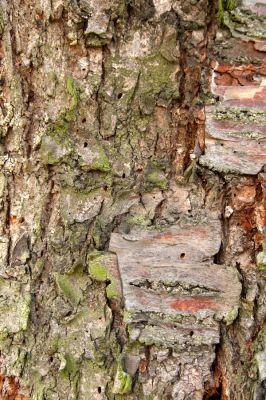 Dobřenice, 5.11.2008
Výletové otvory (elipsa) krasce Anthaxia candens na kůře staré třešně.
Klíčová slova: Dobřenice Anthaxia candens třešeň