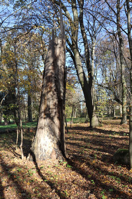 Dobřenice, 8.11.2022
Zámecký park.
Schlüsselwörter: Dobřenice zámek park