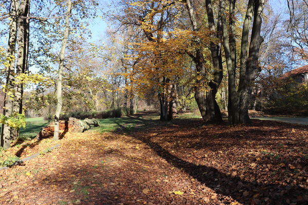 Dobřenice, 8.11.2022
Zámecký park.
Klíčová slova: Dobřenice zámek park Ampedus cardinalis