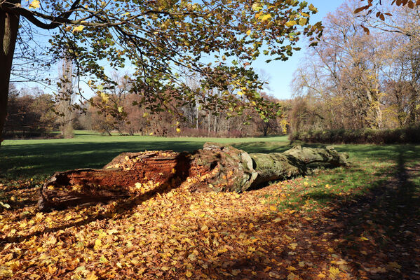 Dobřenice, 8.11.2022
Zámecký park.
Keywords: Dobřenice zámek park Ampedus cardinalis