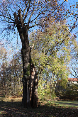 Dobřenice, 8.11.2022
Zámecký park.
Schlüsselwörter: Dobřenice zámek park