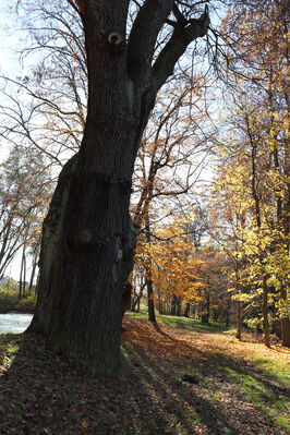 Dobřenice, 8.11.2022
Zámecký park.
Klíčová slova: Dobřenice zámek park