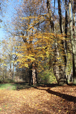 Dobřenice, 8.11.2022
Zámecký park.
Schlüsselwörter: Dobřenice zámek park