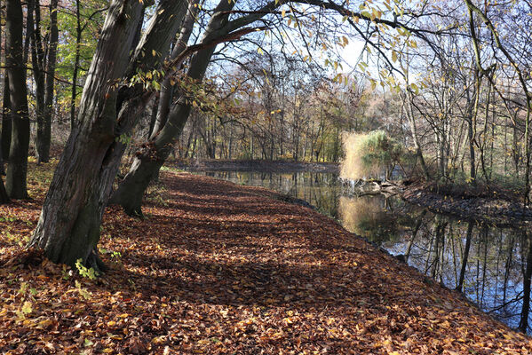 Dobřenice, 8.11.2022
Zámecký park.
Klíčová slova: Dobřenice zámek park