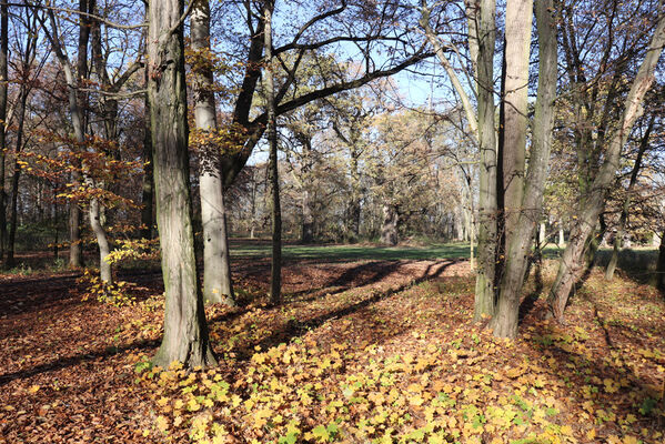 Dobřenice, 8.11.2022
Zámecký park.
Schlüsselwörter: Dobřenice zámek park