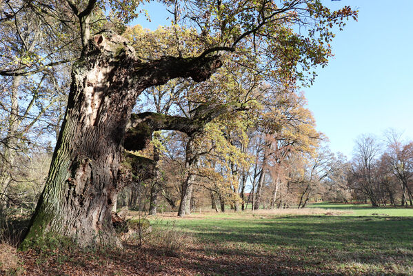 Dobřenice, 8.11.2022
Zámecký park.
Mots-clés: Dobřenice zámek park Ampedus cardinalis brunnicornis