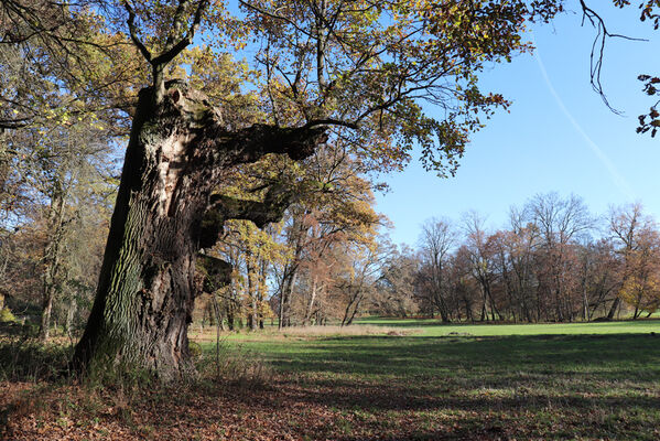 Dobřenice, 8.11.2022
Zámecký park.
Klíčová slova: Dobřenice zámek park Ampedus cardinalis brunnicornis