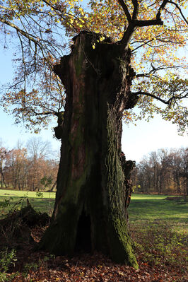 Dobřenice, 8.11.2022
Zámecký park.
Keywords: Dobřenice zámek park Ampedus cardinalis brunnicornis