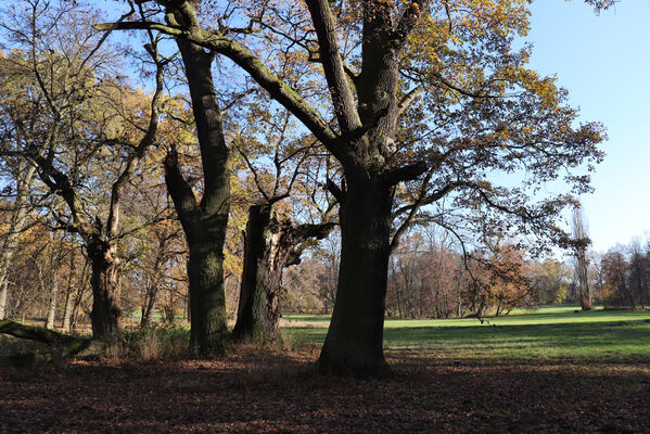 Dobřenice, 8.11.2022
Zámecký park.
Keywords: Dobřenice zámek park Ampedus cardinalis brunnicornis