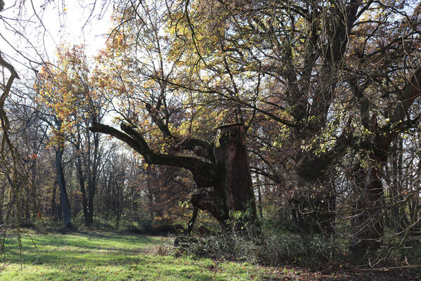 Dobřenice, 8.11.2022
Zámecký park.
Mots-clés: Dobřenice zámek park Ampedus cardinalis brunnicornis