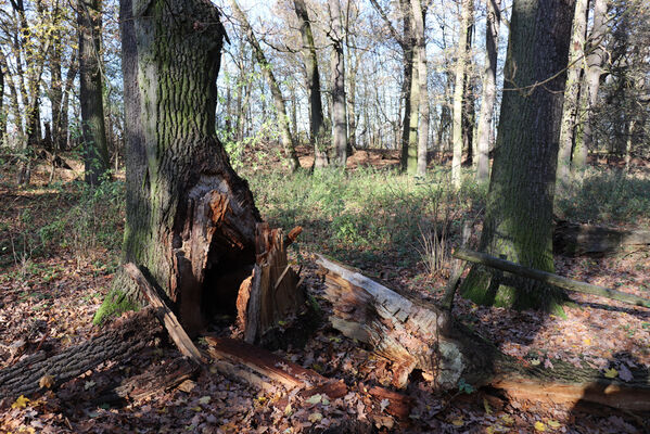 Dobřenice, 8.11.2022
Zámecký park.
Klíčová slova: Dobřenice zámek park