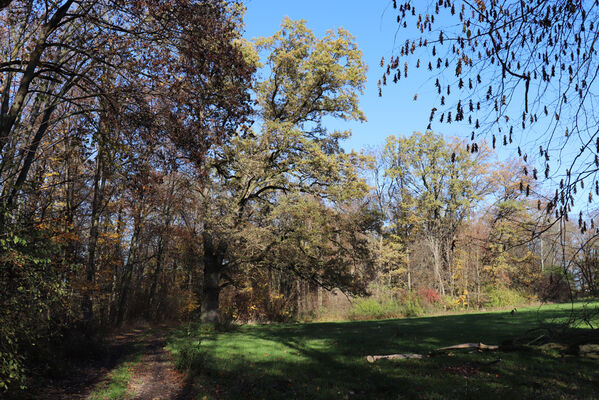 Dobřenice, 8.11.2022
Zámecký park.
Schlüsselwörter: Dobřenice zámek park