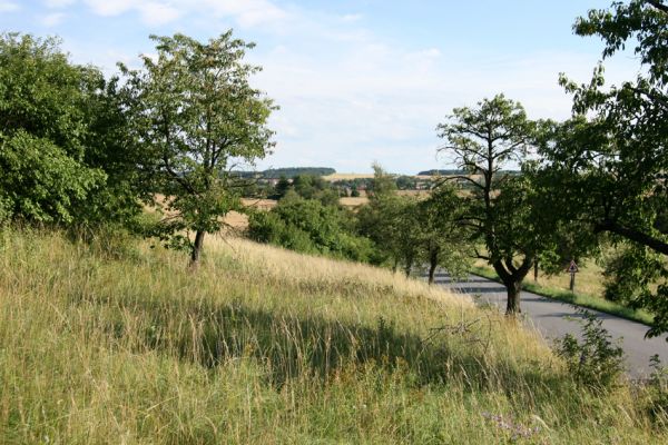 Dobříkovec, 20.7.2008
Step na západním svahu nad silnicí Opočno-Přepychy. Biotop kovaříka Agriotes gallicus. Pohled na jih.
Klíčová slova: Dobříkovec step Agriotes gallicus