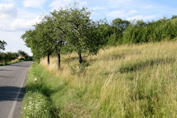 Dobříkovec, 20.7.2008
Step na západním svahu nad silnicí Opočno-Přepychy. Biotop kovaříka Agriotes gallicus. Pohled na sever.
Mots-clés: Dobříkovec step Agriotes gallicus