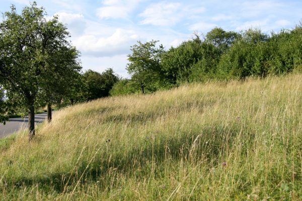 Dobříkovec, 20.7.2008
Step na západním svahu nad silnicí Opočno-Přepychy. Biotop kovaříka Agriotes gallicus. Pohled na sever.
Klíčová slova: Dobříkovec step Agriotes gallicus