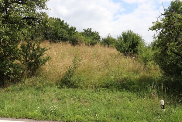 Opočno, 20.7.2021
Dobříkovec - louka na svahu nad silnicí k Opočnu.
Klíčová slova: Opočno Dobříkovec louka Agriotes gallicus