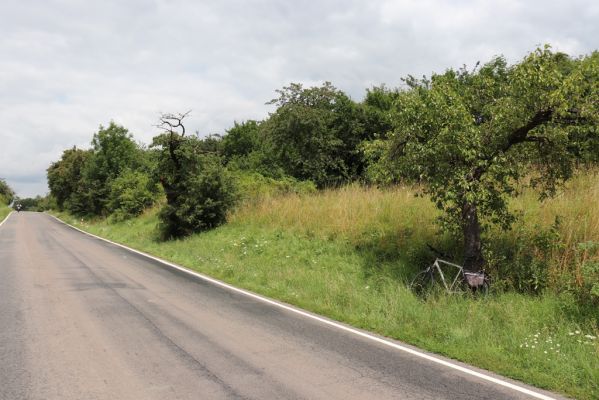Opočno, 20.7.2021
Dobříkovec - louka na svahu nad silnicí k Opočnu.
Klíčová slova: Opočno Dobříkovec louka Agriotes gallicus