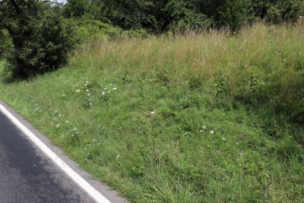 Opočno, 20.7.2021
Dobříkovec - louka na svahu nad silnicí k Opočnu.
Klíčová slova: Opočno Dobříkovec louka Agriotes gallicus