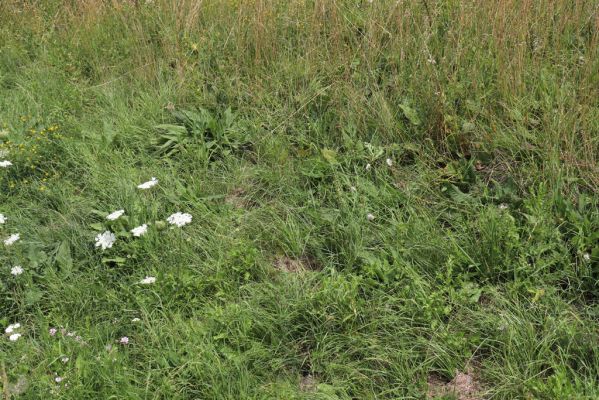 Opočno, 20.7.2021
Dobříkovec - louka na svahu nad silnicí k Opočnu.
Keywords: Opočno Dobříkovec louka Agriotes gallicus