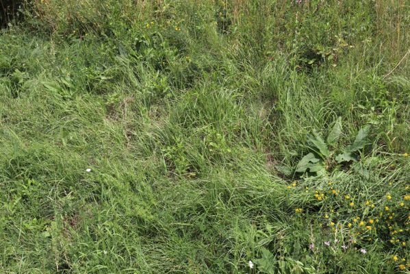 Opočno, 20.7.2021
Dobříkovec - louka na svahu nad silnicí k Opočnu.
Klíčová slova: Opočno Dobříkovec louka Agriotes gallicus