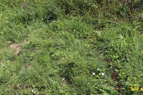 Opočno, 20.7.2021
Dobříkovec - louka na svahu nad silnicí k Opočnu.
Klíčová slova: Opočno Dobříkovec louka Agriotes gallicus