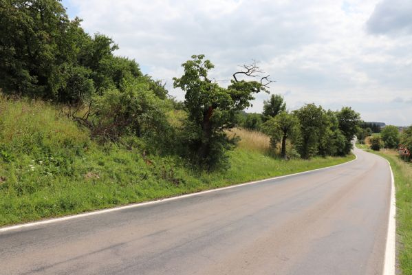 Opočno, 20.7.2021
Dobříkovec - louka na svahu nad silnicí k Opočnu.
Mots-clés: Opočno Dobříkovec louka Agriotes gallicus