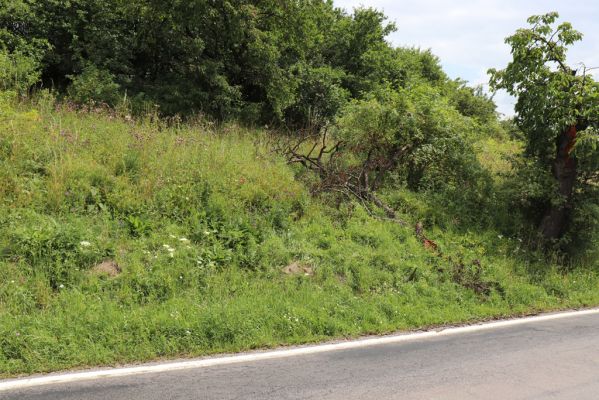 Opočno, 20.7.2021
Dobříkovec - louka na svahu nad silnicí k Opočnu.
Klíčová slova: Opočno Dobříkovec louka Agriotes gallicus