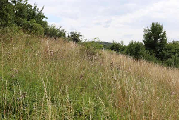 Opočno, 20.7.2021
Dobříkovec - zarostlá louka na svahu nad silnicí k Opočnu.
Klíčová slova: Opočno Dobříkovec louka