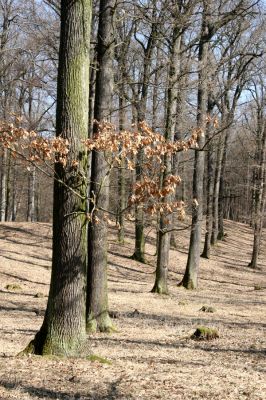 Dobříš, 29.3.2011
Obora Aglaia, vrch Obora.


Klíčová slova: Dobříš obora Aglaia vrch Obora Calambus bipustulatus