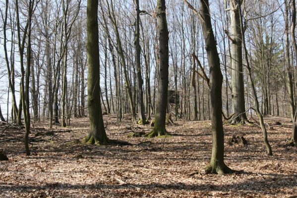 Dobříš, 29.3.2011
Obora Aglaia, vrch Obora.



Mots-clés: Dobříš obora Aglaia vrch Obora Calambus bipustulatus