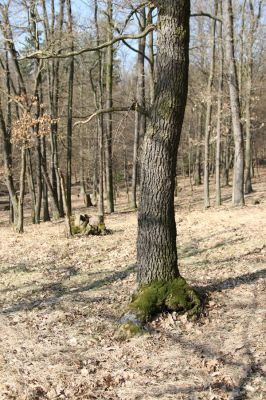 Dobříš, 29.3.2011
Obora Aglaia, vrch Aglaia.
Klíčová slova: Dobříš obora Aglaia vrch Aglaia Calambus bipustulatus